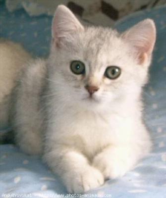 Gatito