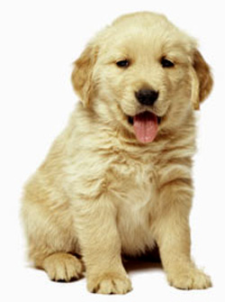 Perrito