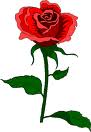 red rose