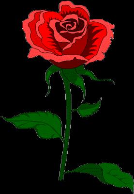 red rose