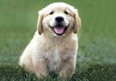 puppy
