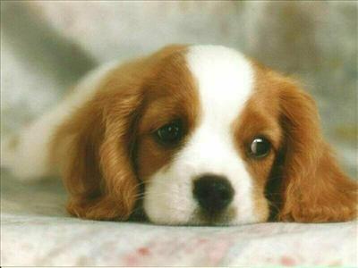puppy