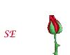 rose-2