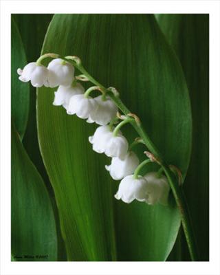 muguet
