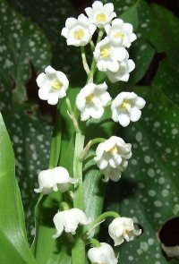 brin de muguet 