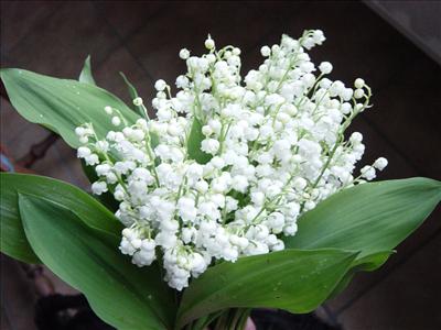 muguet
