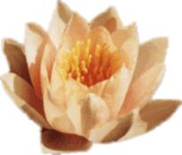 Water Lily