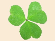 Clover