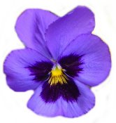 Pansy