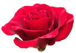 Pink Rose