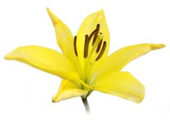 Lily