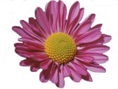 Pink Daisy