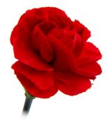Carnation