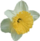 Daffodil