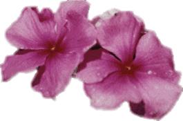 Violets