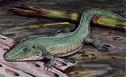 cochleosaurus