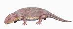 peltobatrachus