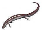 eogyrinus