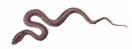 ophiderpeton
