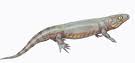 proterogyrinus