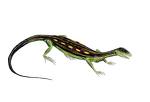 araeoscelis