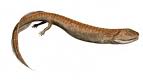 crassigyrinus