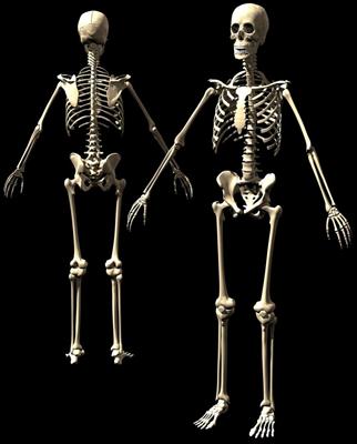 Homo Sapien