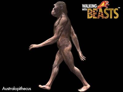 Australopithecus