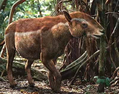 Propalaeotherium