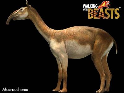 Macrauchenia