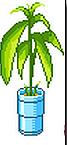 Plante Verte