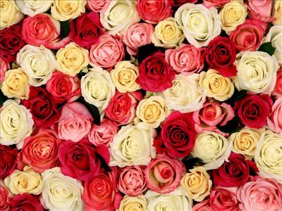 Sea of Roses