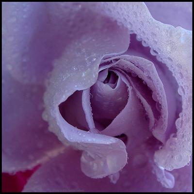 Purple Rain Rose