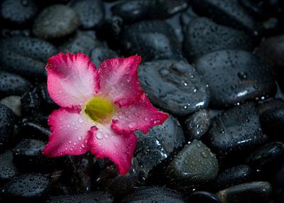Rock'n'Rose