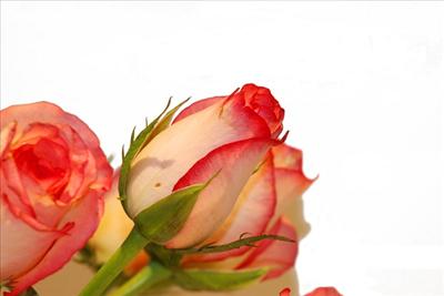 Orange Rose