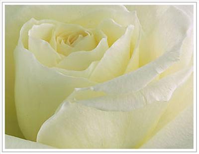 Purity