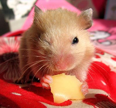 Cheese