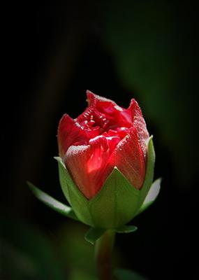 sweet