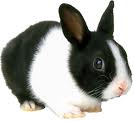 Bunny