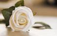 White Rose