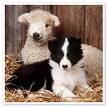 Puppy and Lamb
