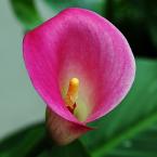 Pink Lily