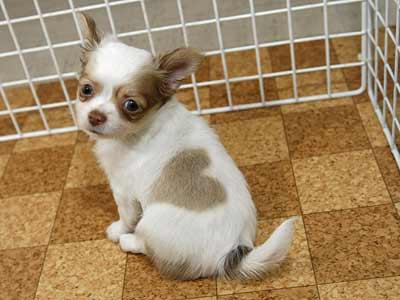 Love Puppy