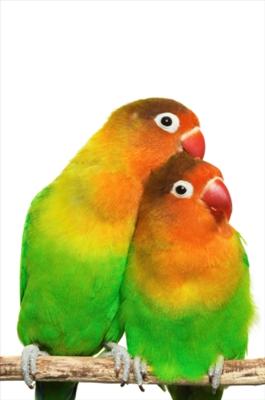 Love Birds