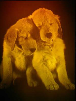 Puppy Love