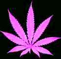 sick weed