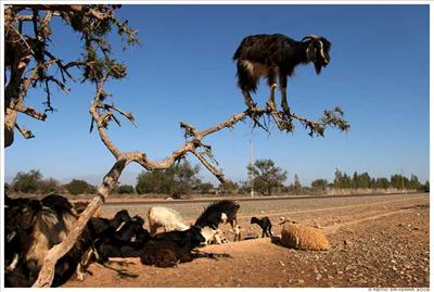 A Tree Goat