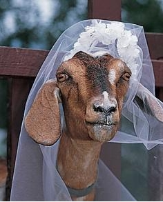 A Marrying Goat