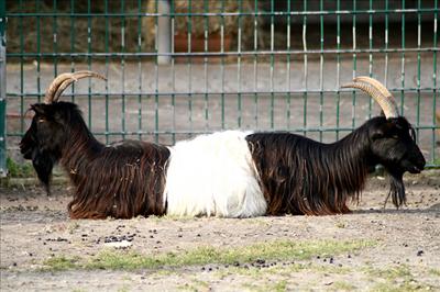A Double Ended Goat