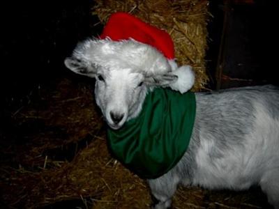 A Xmas Goat